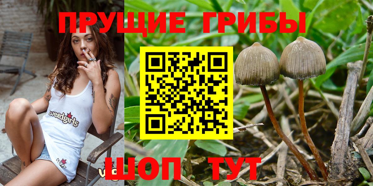 Сокол  Галлюциногенные грибы Cubensis  Вход с VPN 